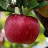 an apple 冠詞